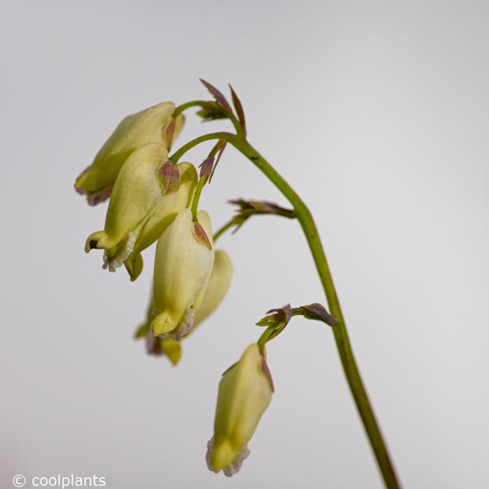 Dicentra 'Sulphur Hearts' plant