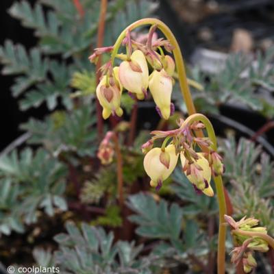 dicentra-sulphur-hearts