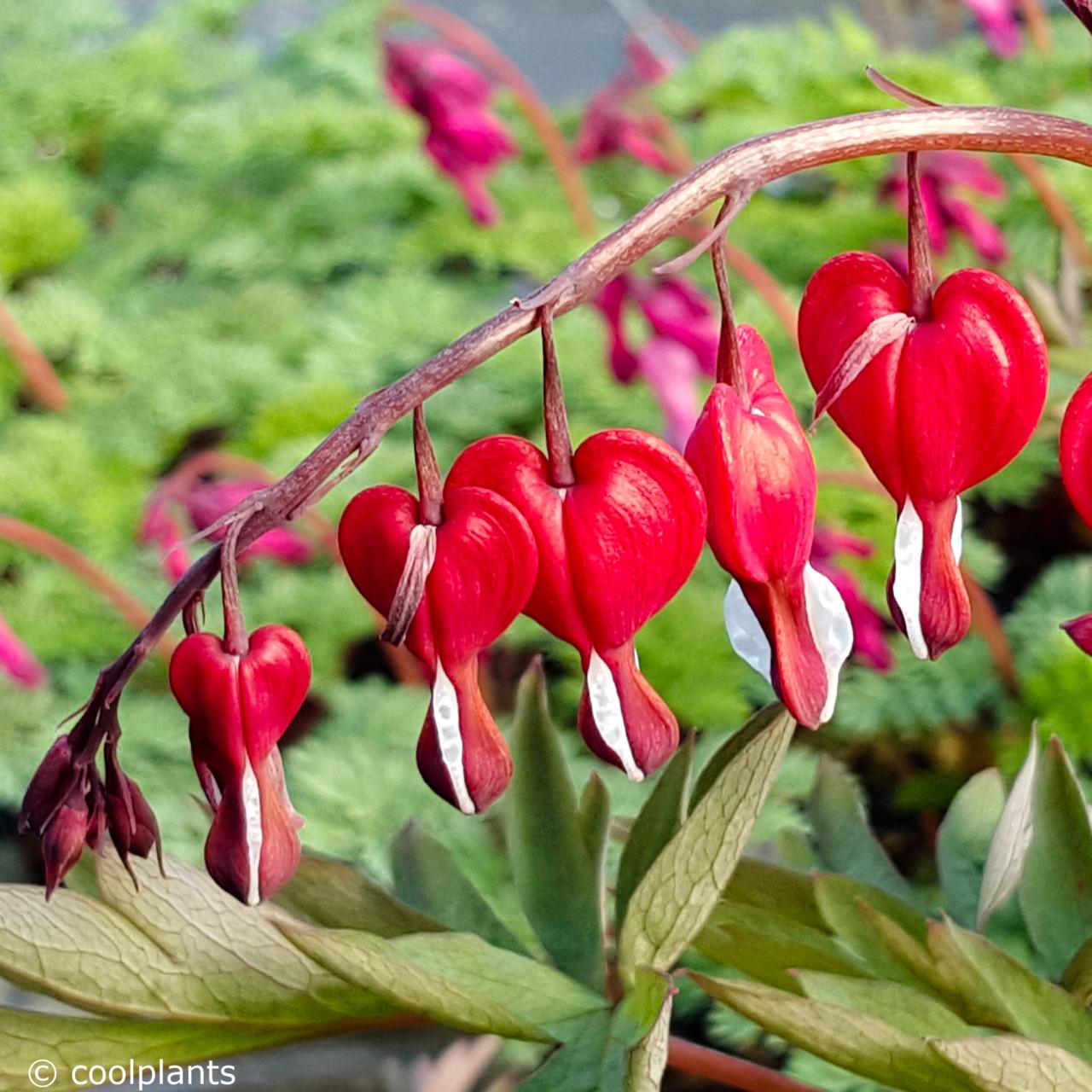 Dicentra 'Valentine' plant