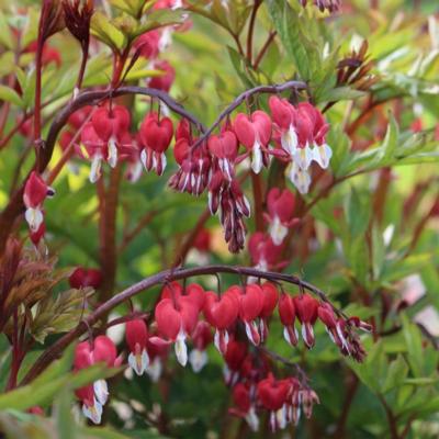 dicentra-valentine