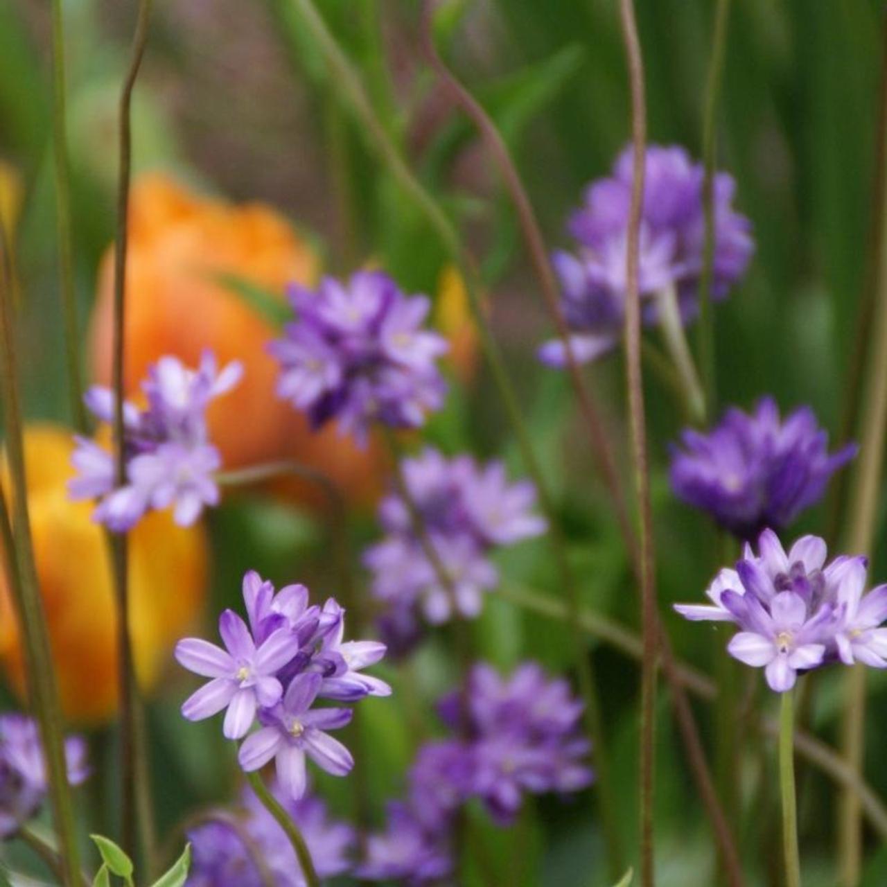 Dichelostemma congestum plant