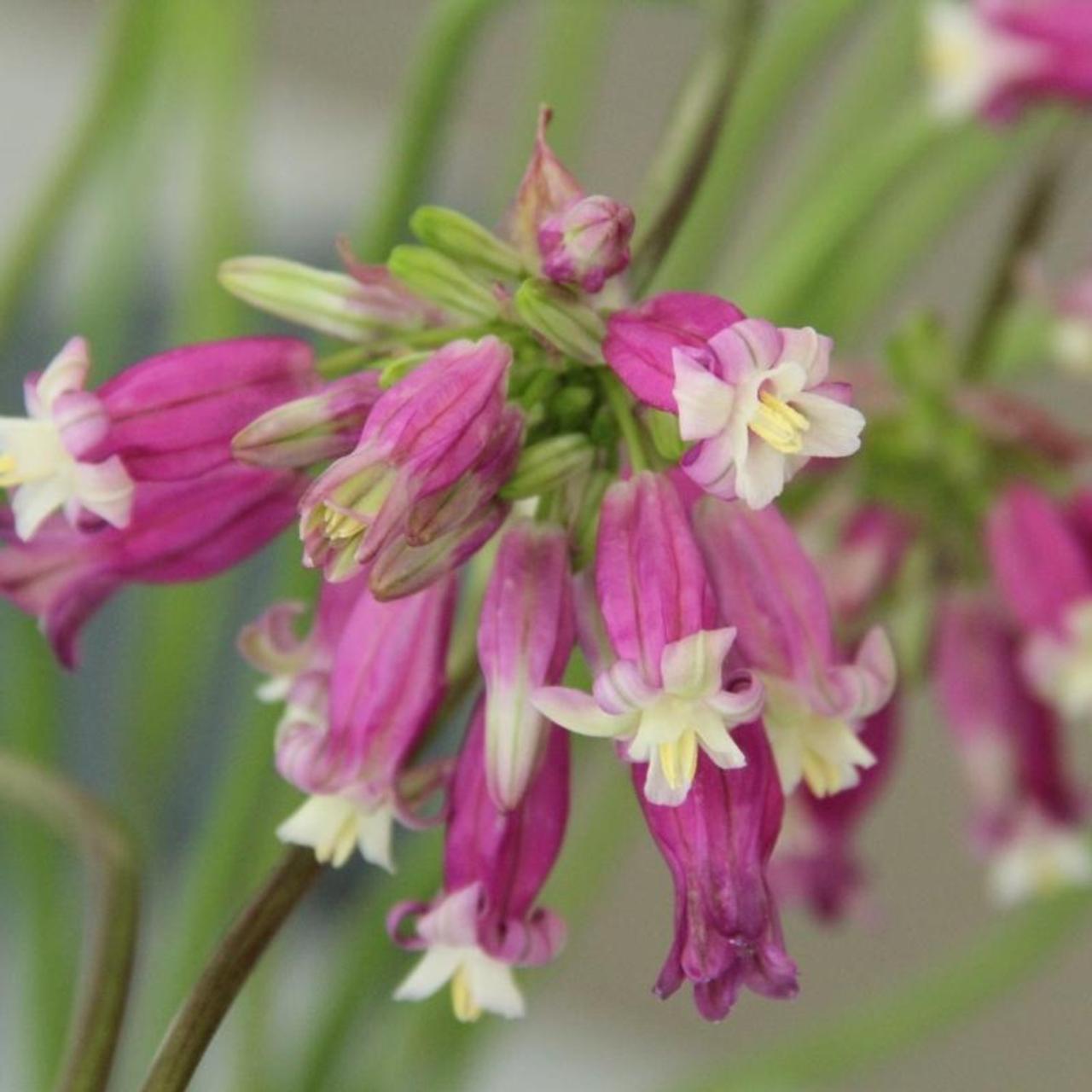 Dichelostemma 'Pink Diamond' plant