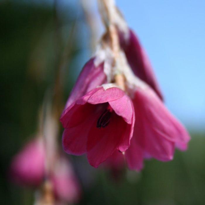 Dierama dracomontanum plant