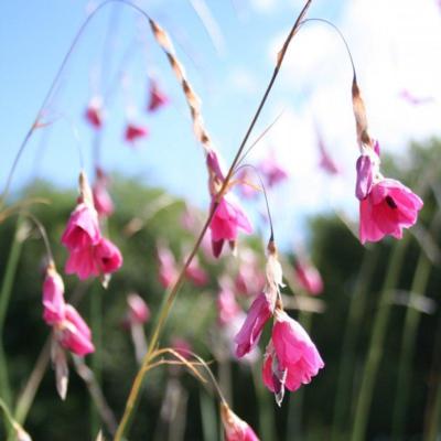 dierama-dracomontanum