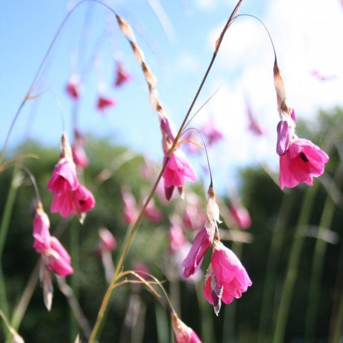 Dierama dracomontanum plant