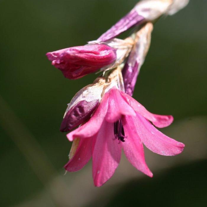 Dierama igneum plant