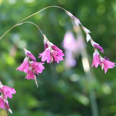 dierama-igneum