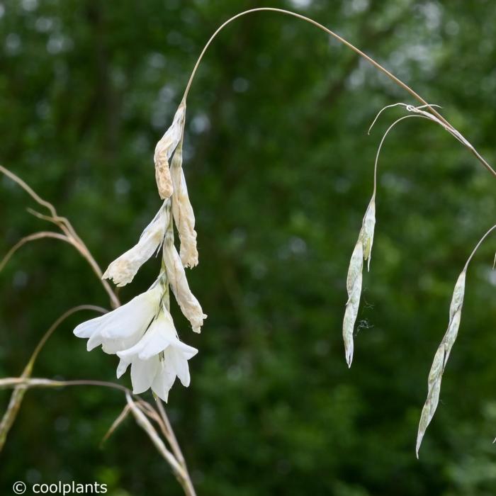 Dierama pulcherrimum 'Album' plant