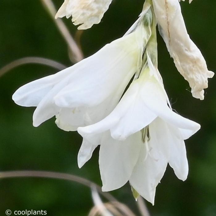 Dierama pulcherrimum 'Album' plant