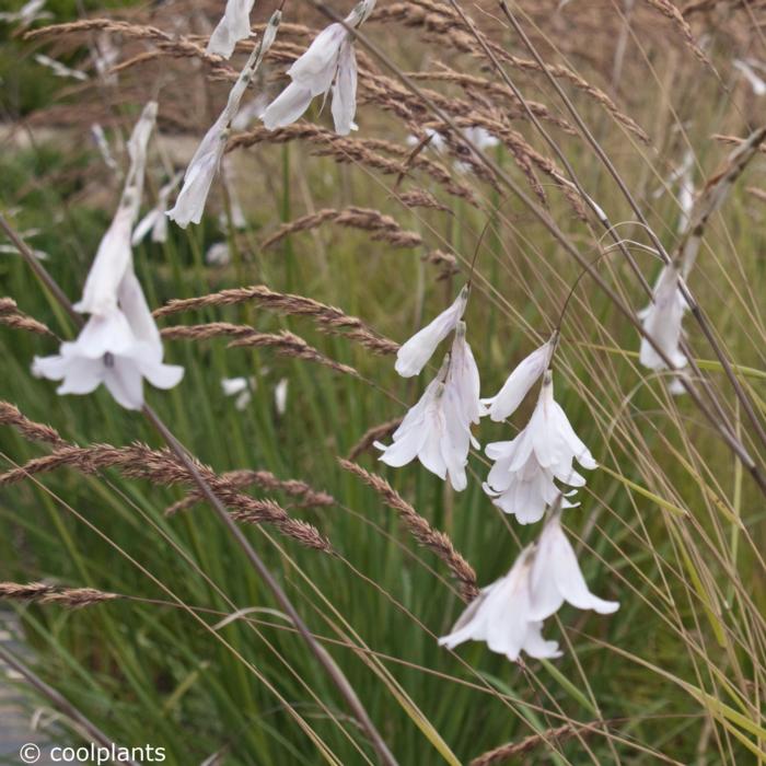 Dierama pulcherrimum 'Album' plant
