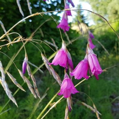 dierama-pulcherrimum