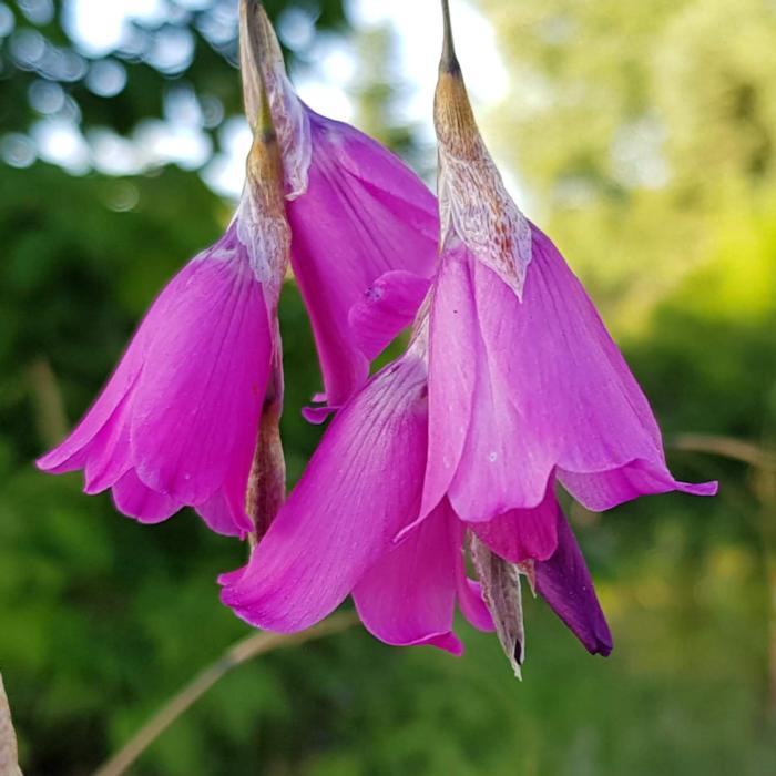 Dierama pulcherrimum plant