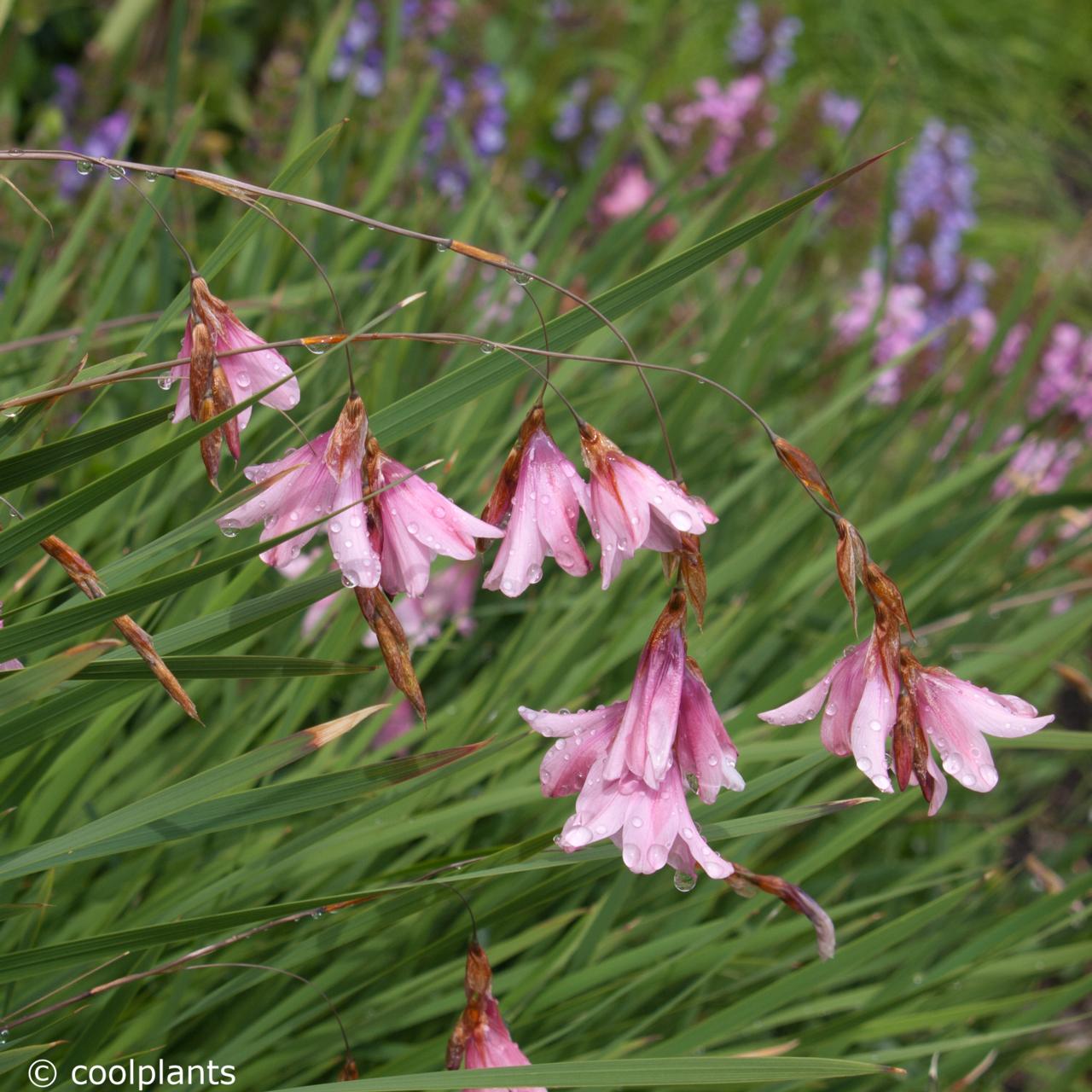 Dierama reynoldsii plant