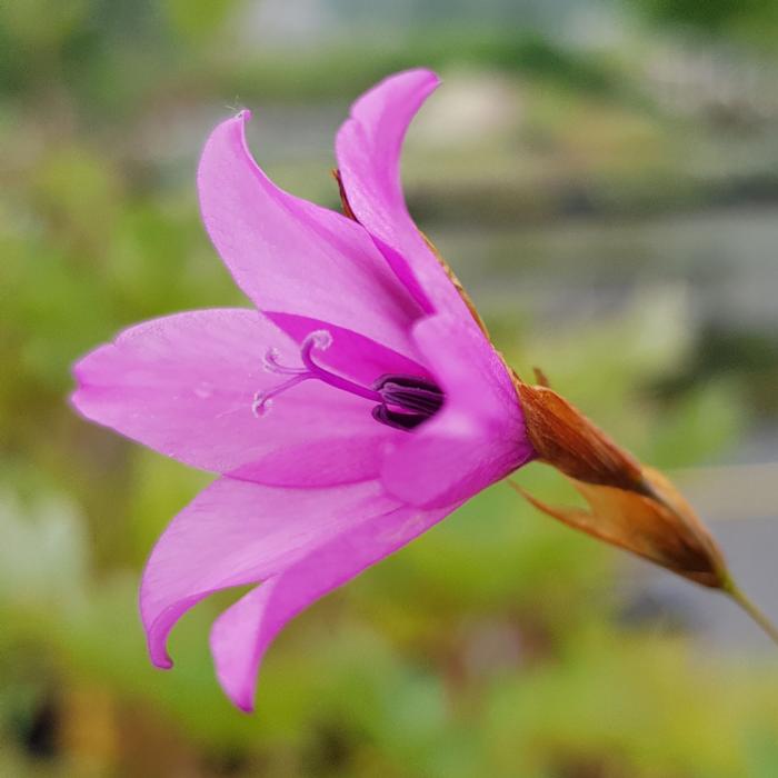 Dierama trichorhizum plant