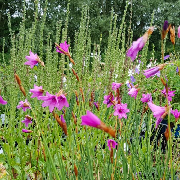 Dierama trichorhizum plant