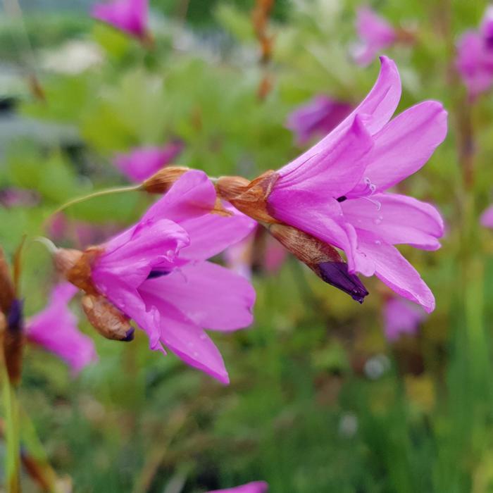 Dierama trichorhizum plant