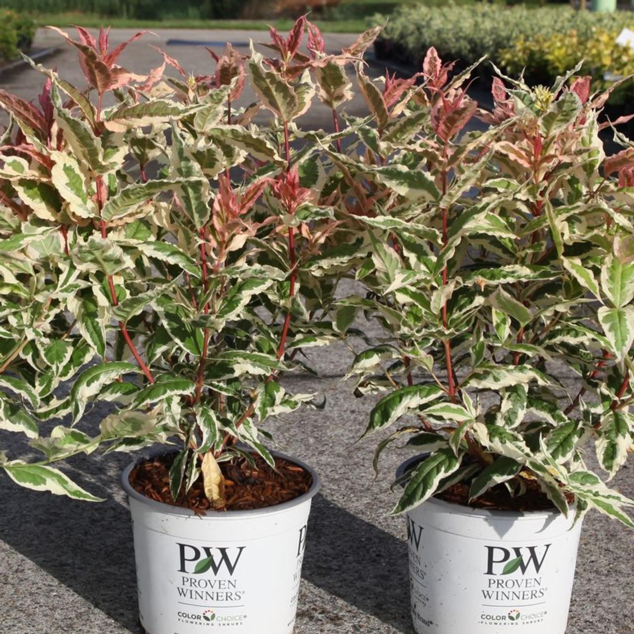 Diervilla KODIAK MIXX  plant