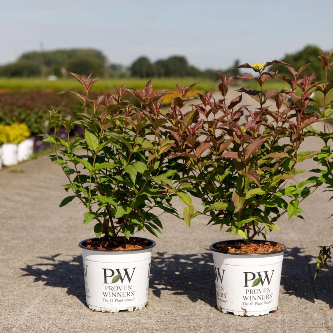 Diervilla 'Kodiak Red' plant