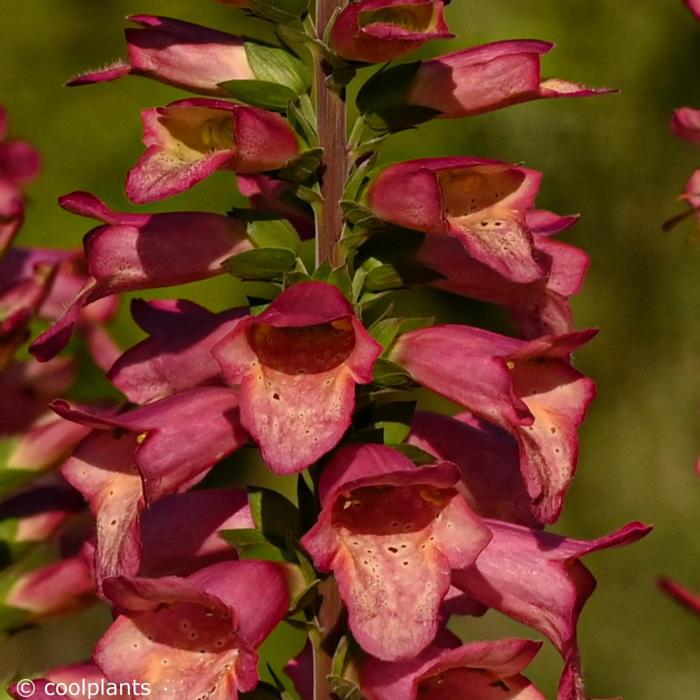 Digiplexis 'Berry Canary' plant