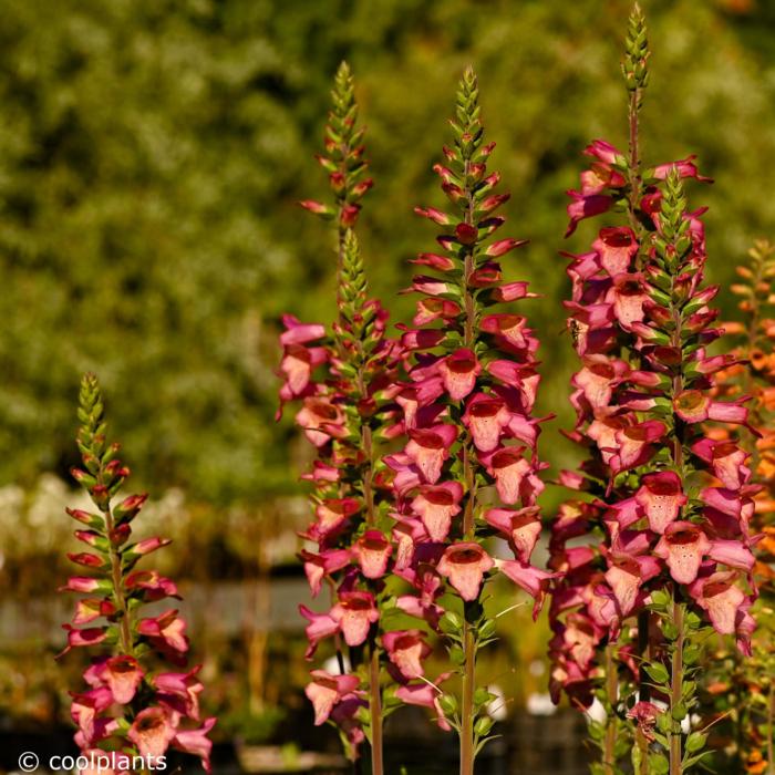 Digiplexis 'Berry Canary' plant