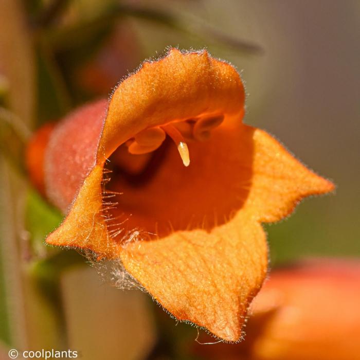 Digiplexis 'Firecracker' plant