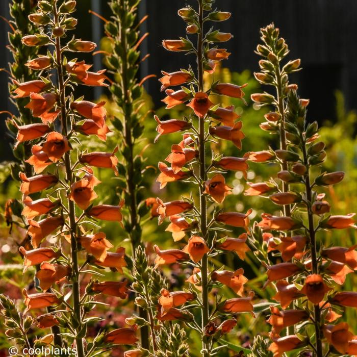 Digiplexis 'Firecracker' plant