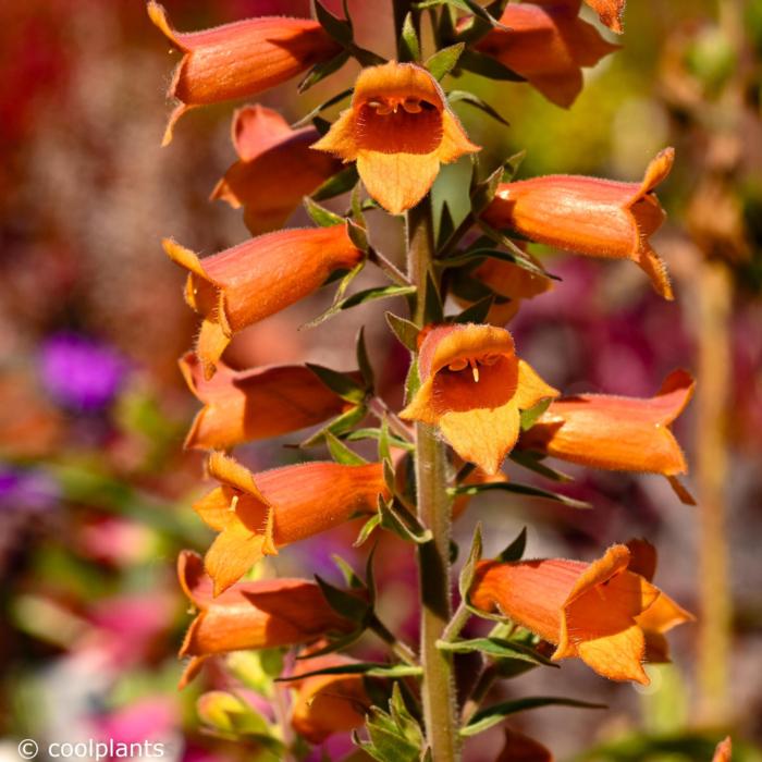 Digiplexis 'Firecracker' plant