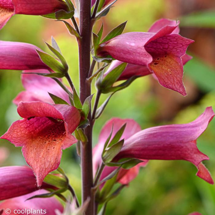 Digiplexis 'Illumination Raspberry' plant