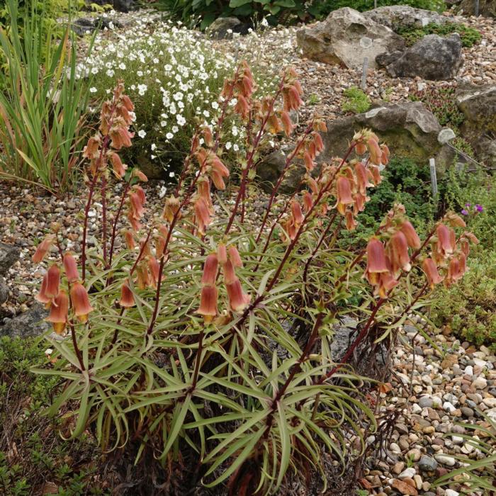 Digitalis obscura 'Sunset' plant