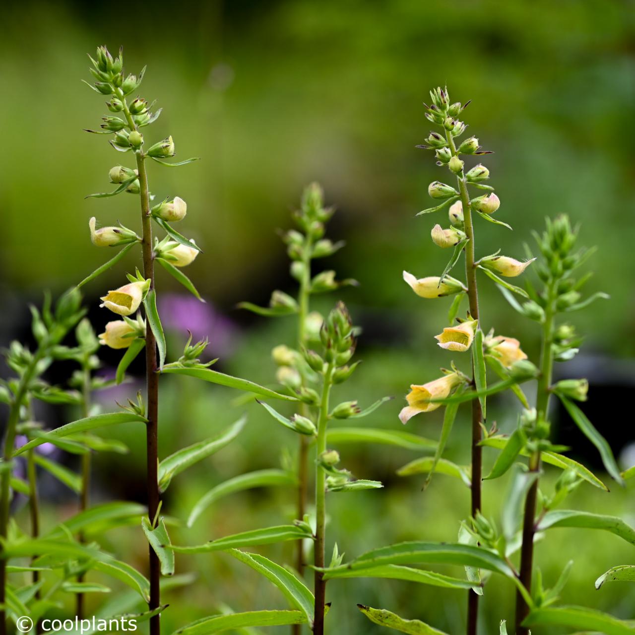 Digitalis 'Spice Island' plant