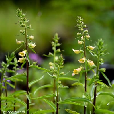 digitalis-spice-island