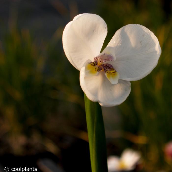 Diplarrena latifolia plant