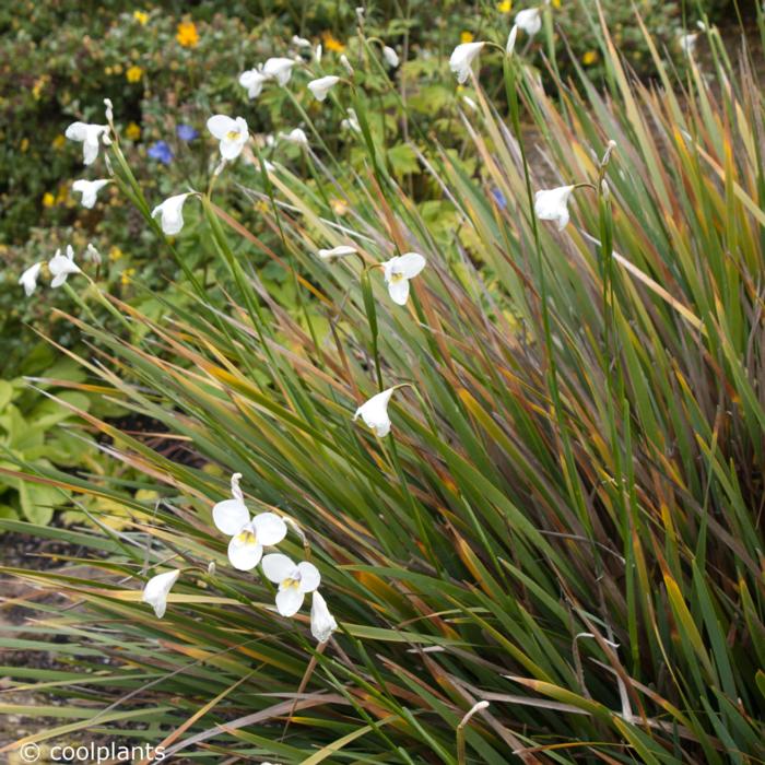 Diplarrena latifolia plant