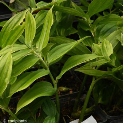disporopsis-fuscopicta