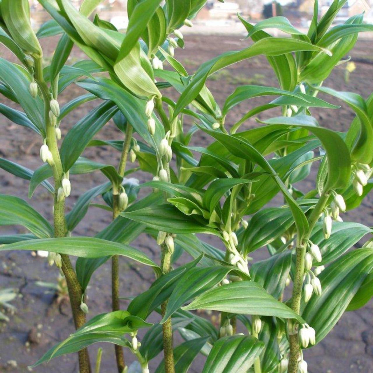 Disporopsis pernyi plant