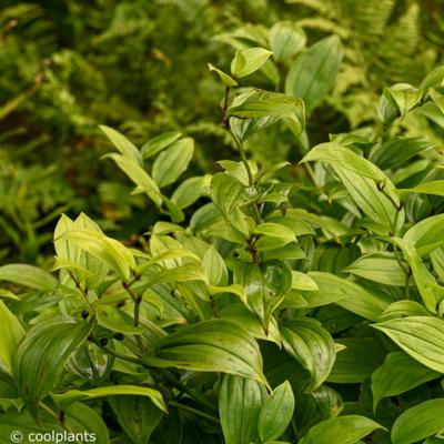 disporum-bodinierii