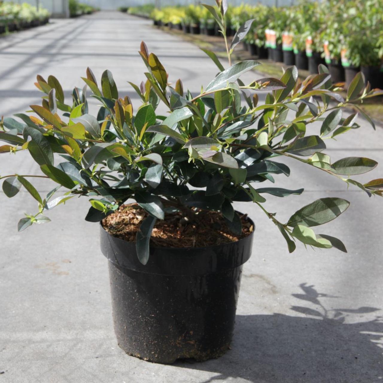 Distylium myricoides 'Blue Cascade'  plant