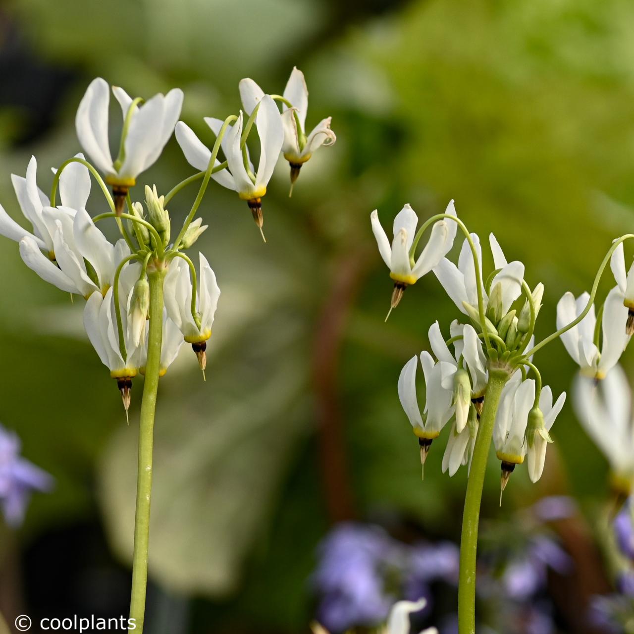 Dodecatheon meadia 'Album' plant