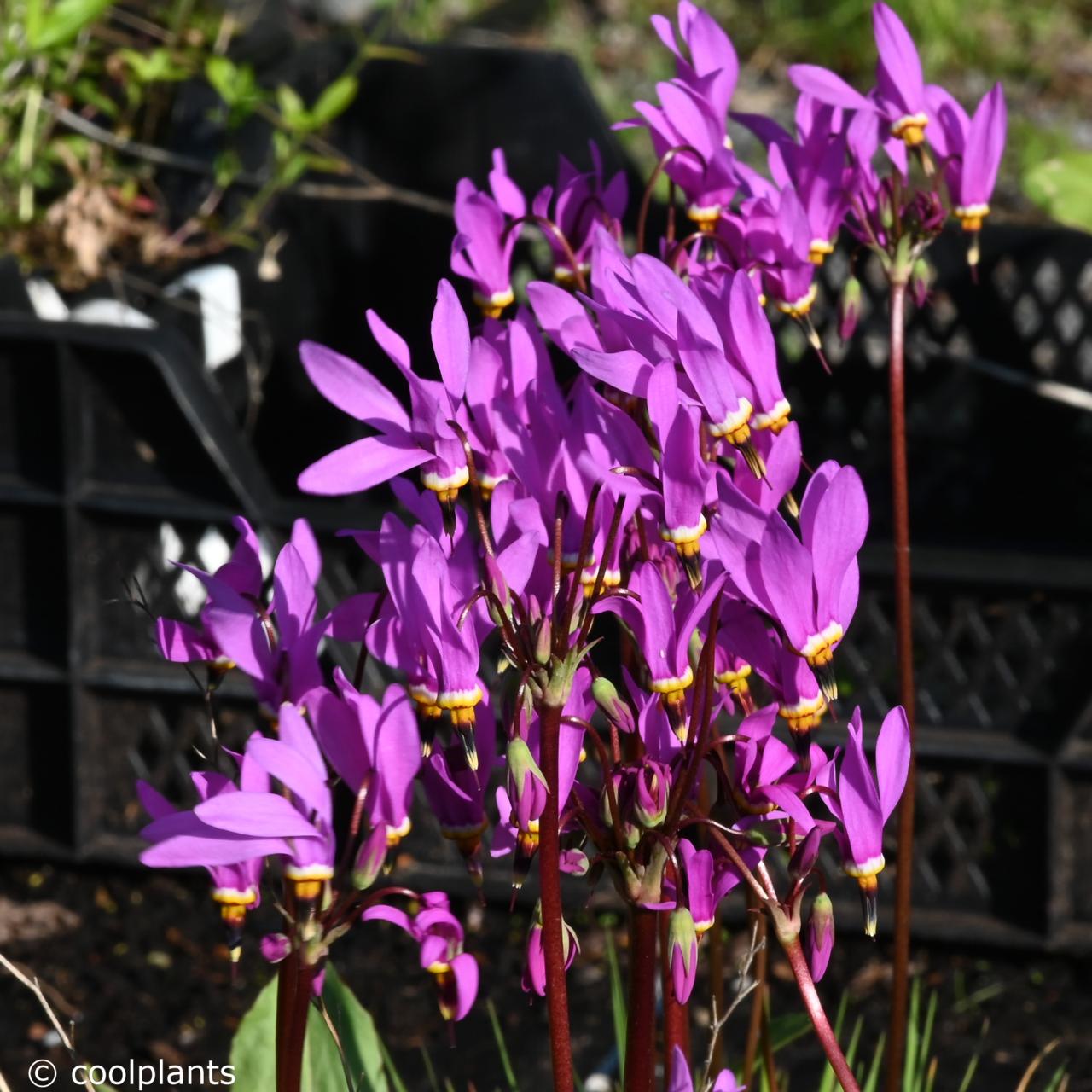 Dodecatheon pulchellum 'Red Wings' plant