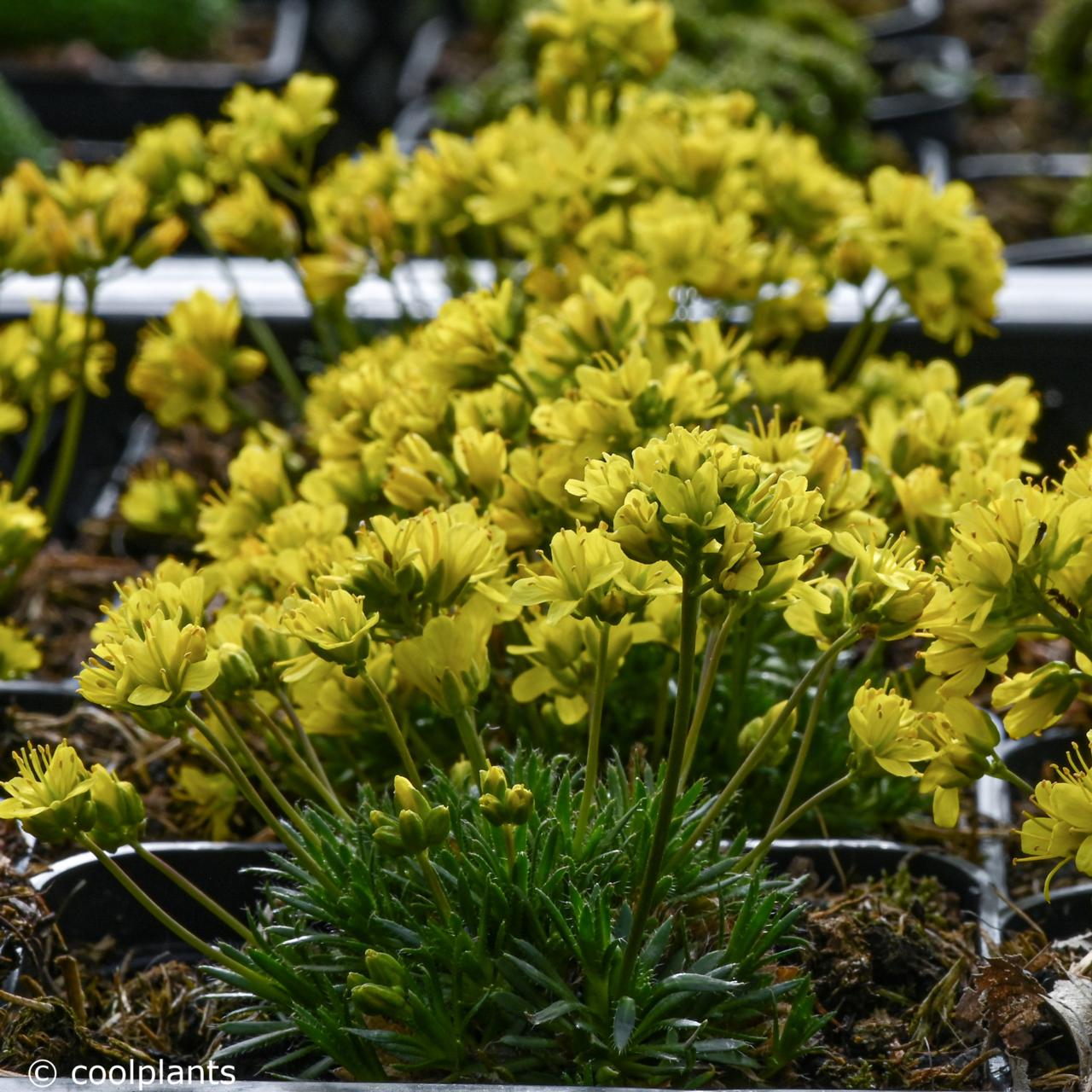 Draba aizoides plant