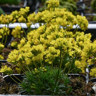 draba-aizoides