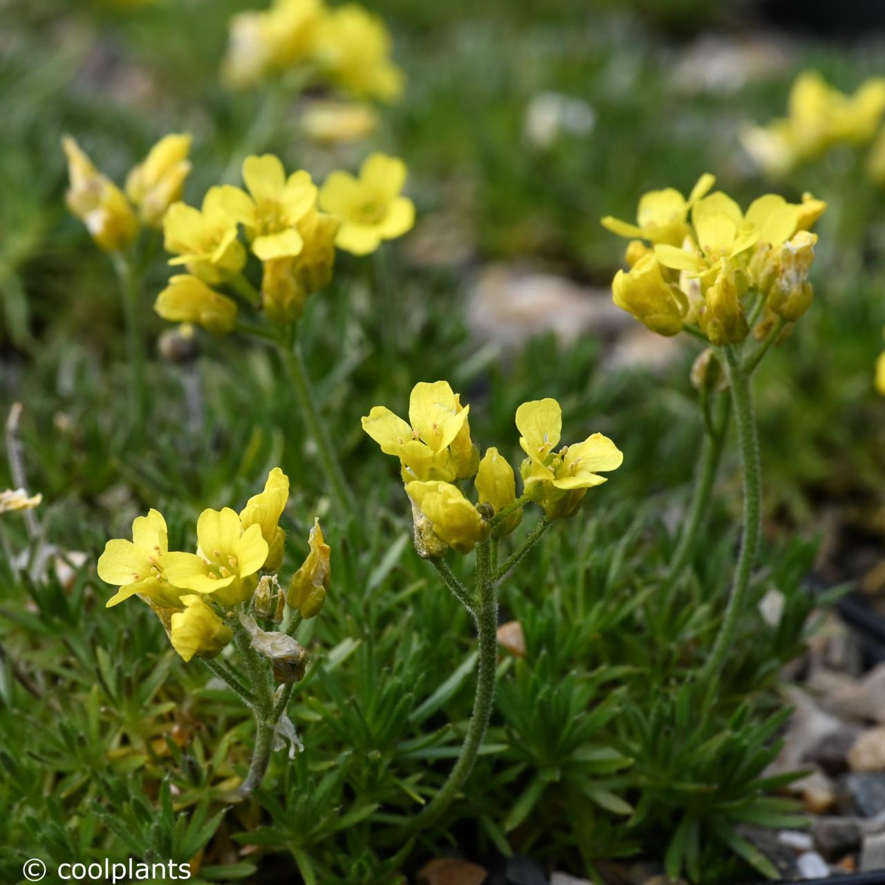 Draba bruniifolia plant