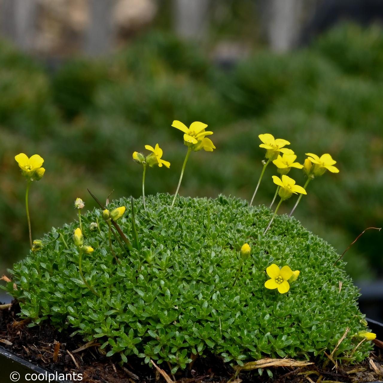 Draba rigida var. imbricata plant