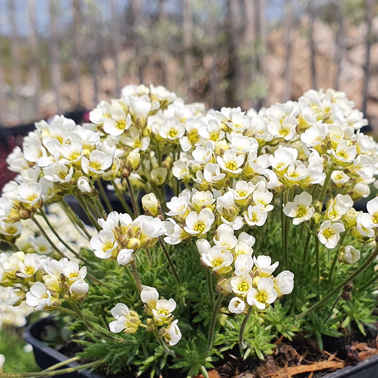 Draba suendermannii plant