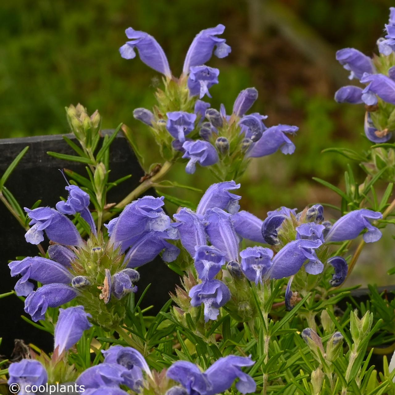 Dracocephalum argunense 'Blue Carpet' plant