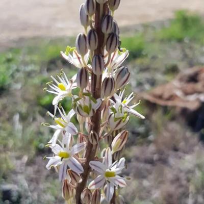 drimia-maritima