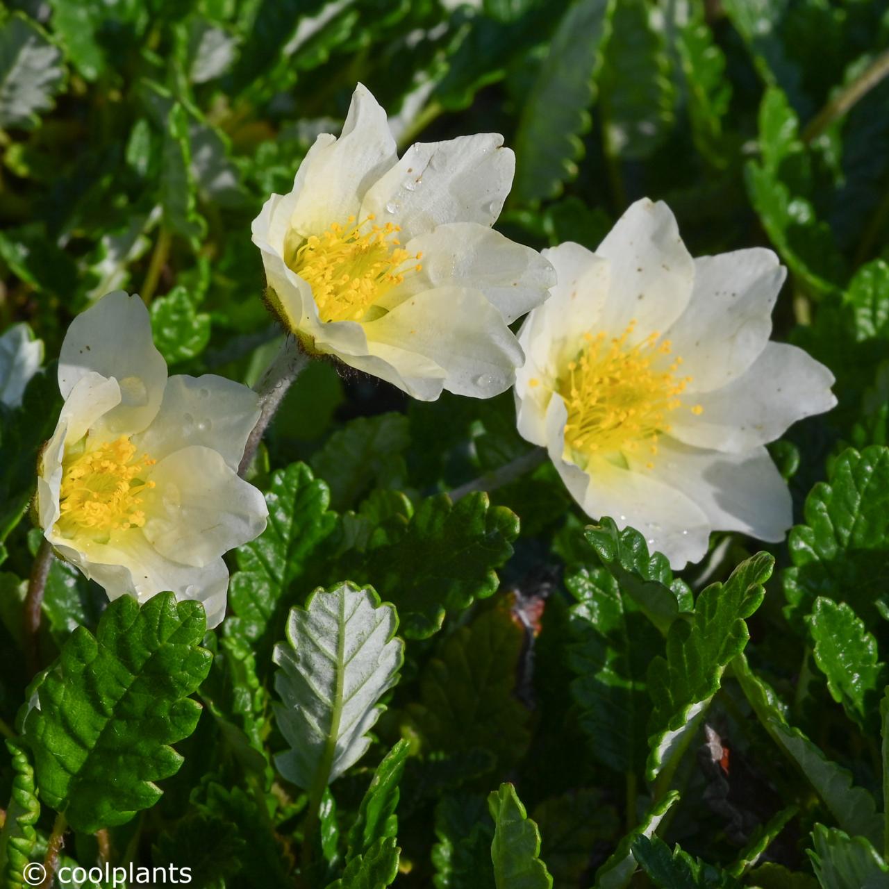 Dryas suendermannii plant