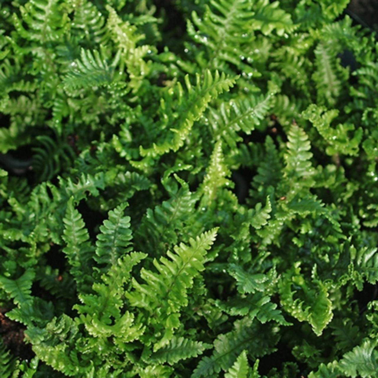 Dryopteris affinis 'Crispa Congesta' plant