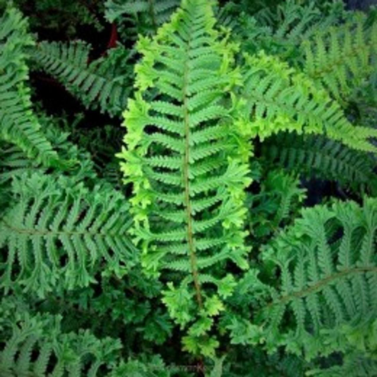 Dryopteris affinis 'Cristata the King' plant