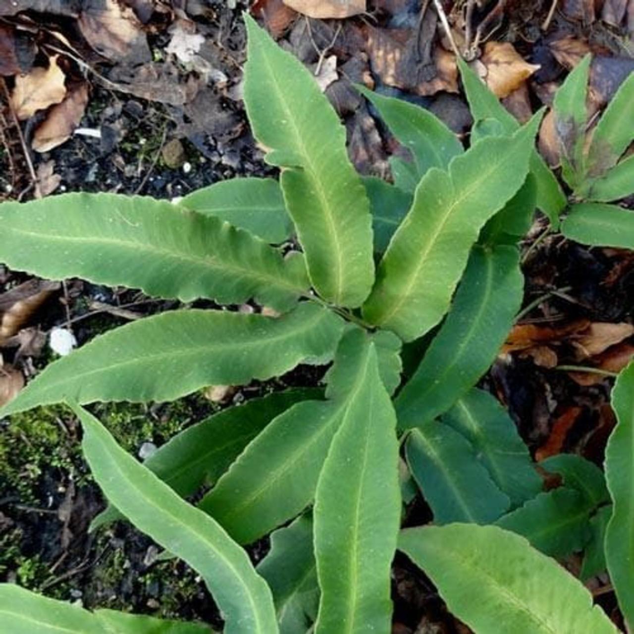 Dryopteris sieboldii plant